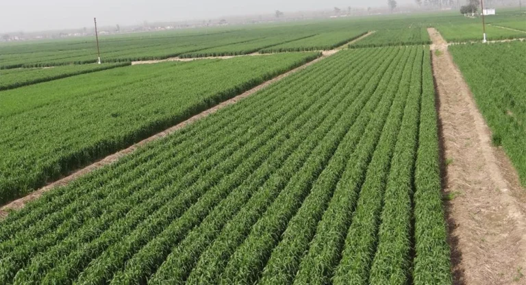 Crop Stand Visuals1