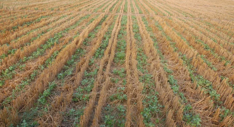 Crop Stand Visuals2