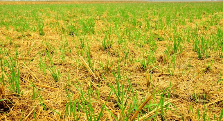 Crop Stand Visuals3