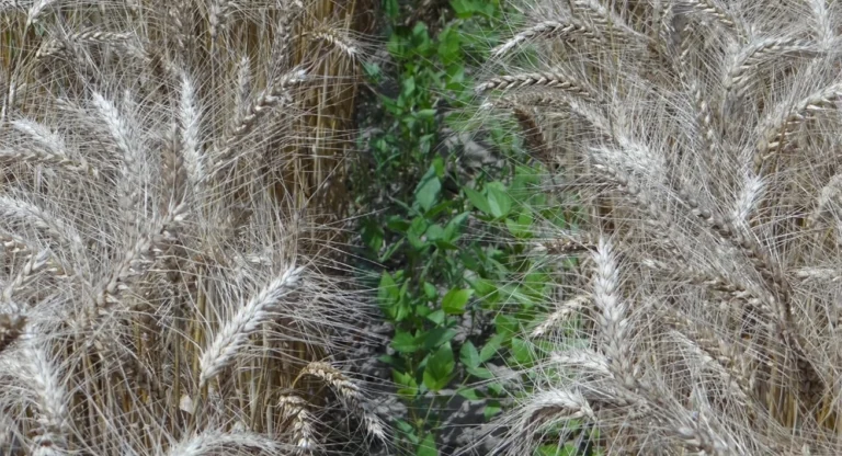 Crop Stand Visuals4
